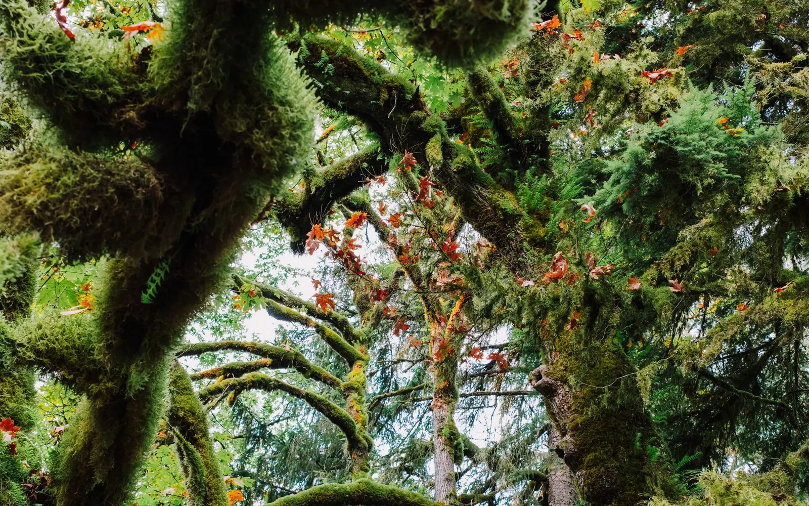 Moss-draped branches and tall trunks in a dense old-growth rainforest