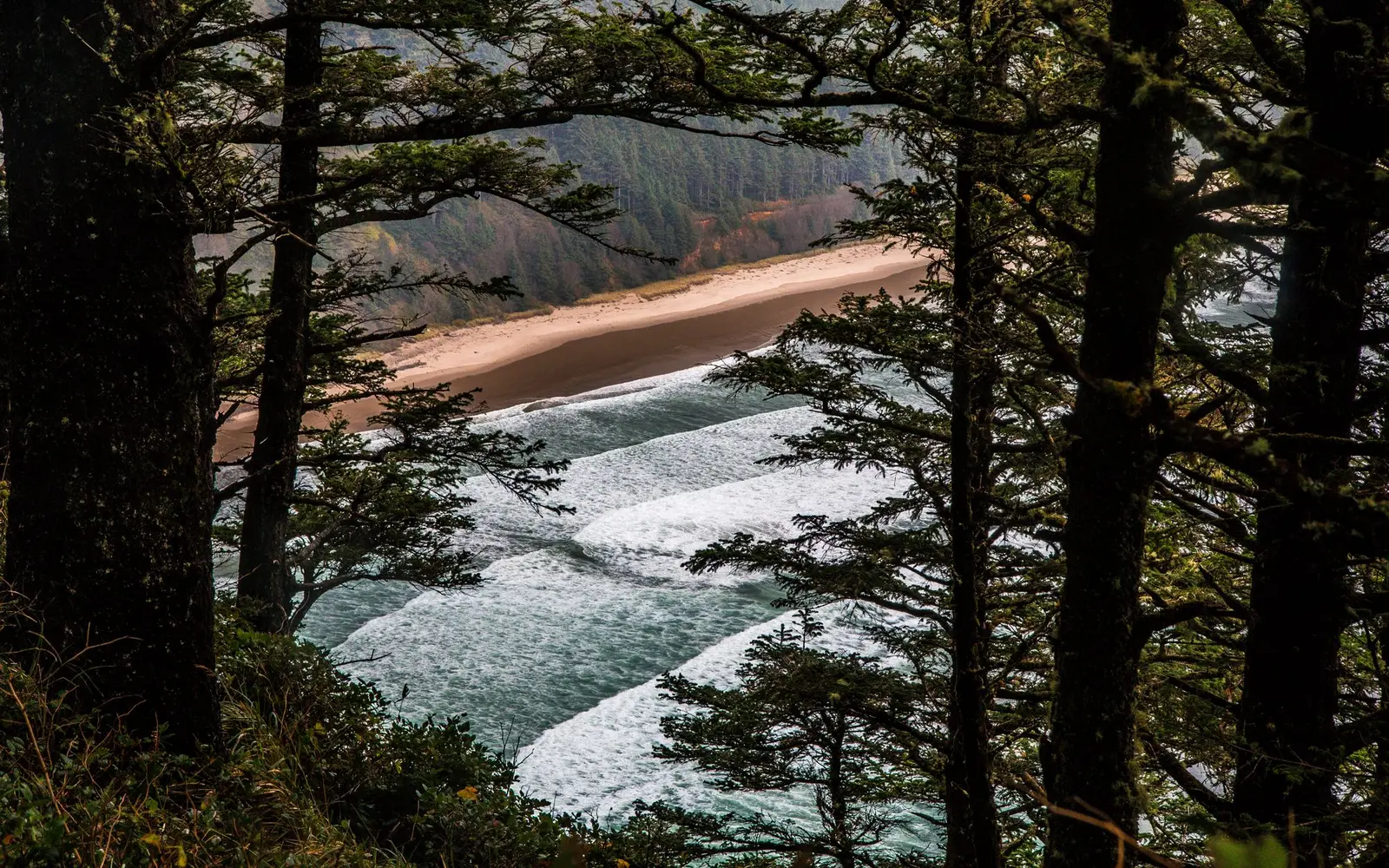 Pacific surf and a sandy cove seen through fir trees on the Oregon coast