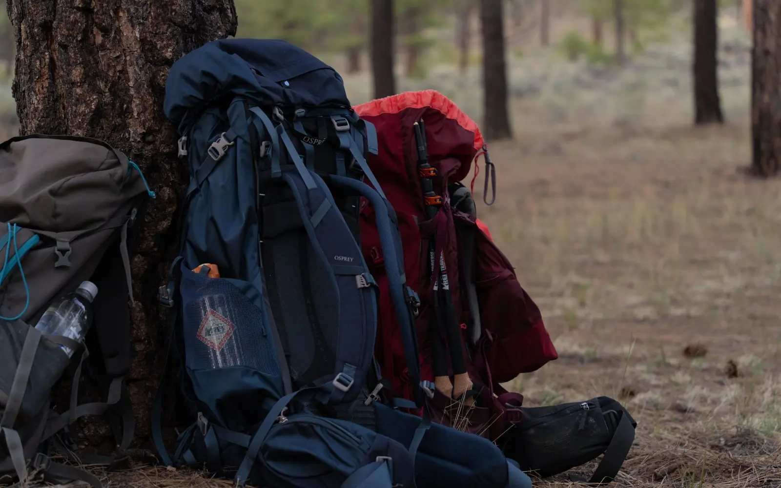 Three loaded backpacking packs leaning against a tree trunk in a pine forest
